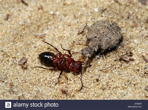 Antlion Larva High Resolution Stock Photography and Images - Alamy