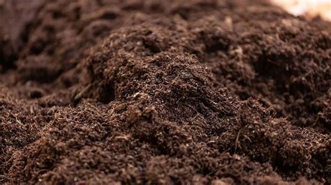 Best Soil for Planting Trees: 6 Types of Soils for Tree Growth