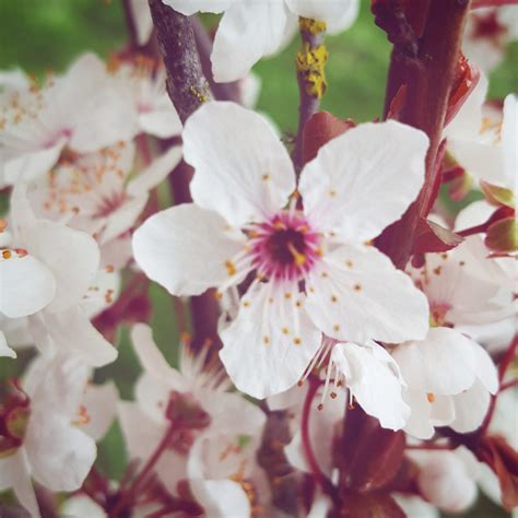 Flourless Chocolate Torte with Foraged Plum Blossoms - NittyGrittyLife