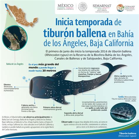 Tiburón ballena | Mundo Marino