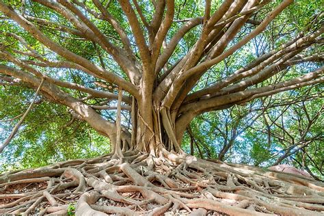 Where Is The Largest Banyan Tree In The World? - WorldAtlas