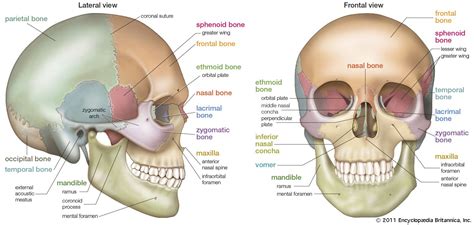 lateral view of skull - Simon Hart