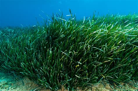 Seagrass and Recreational Yachting – Solent Protection Society