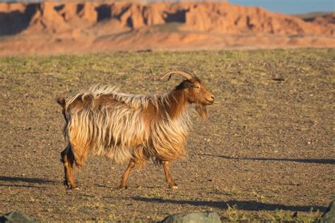 Brown Long Hair Goat | Copyright-free photo (by M. Vorel) | LibreShot