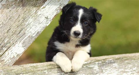 Border Collie Names: Perfect Names for Your Clever Pup