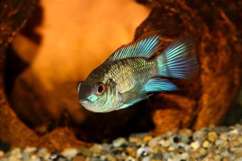 Electric Blue Acara: Care, Breeding, Diet & Behavior - Fish Informer