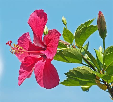 Hibiscus rosa-sinensis (Chinese Hibiscus) | North Carolina Extension ...