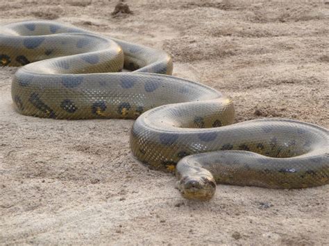 AMAZING AND INTERESTING FACTS BLOG : Green Anaconda Snake - Eunectes ...