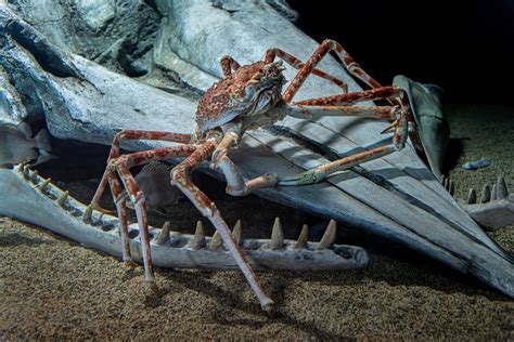 Spider Crab | Live cam | Monterey Bay Aquarium