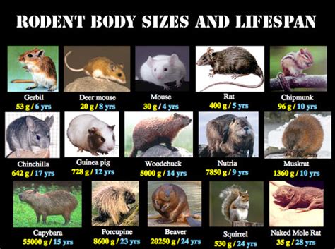 Rodents - Most Populous Group of Mammals - FactZoo.com