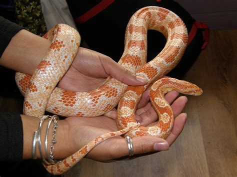 SW England Friendly Male Corn snake for sale... - Reptile Forums