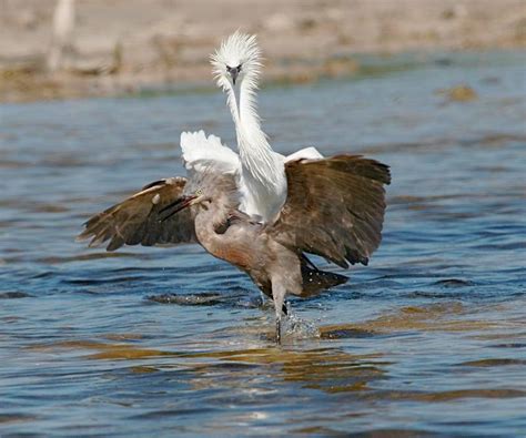 Photo Gallery — Florida Keys Wildlife Society