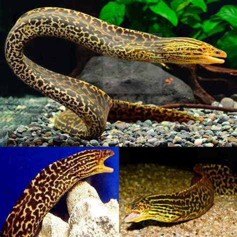 Freshwater Moray Eel - Aquariumia