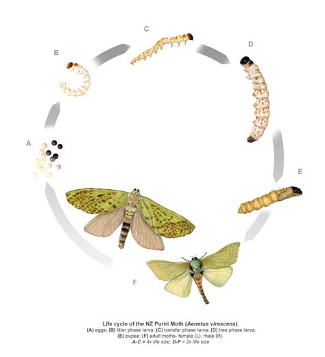 Emma Scheltema Illustration - Puriri Moth Lifecycle