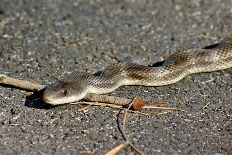 Texas Chicken Snake (Rat Snake) | Rat snake, Snake, Poisonous snakes