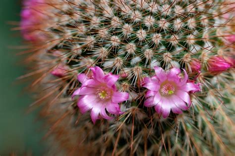 When Do Cacti Flower – Cactus Bloom Times And Conditions