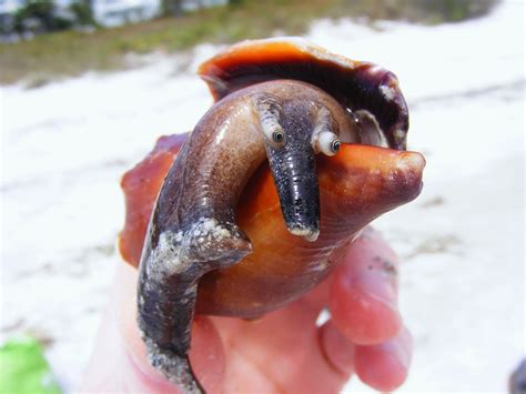 🔥 Conch shells that washed up after Hurricane Matthew, Nassau, Bahamas ...