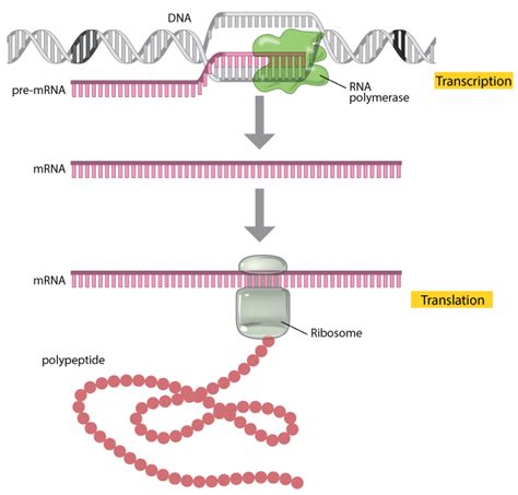 mRNA- MESSENGER RIBONUCLEIC ACID