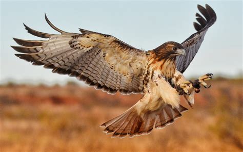 Hawk Hunting Prey