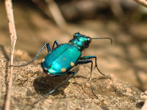 Six-spotted Tiger Beetle | imarsman | Flickr