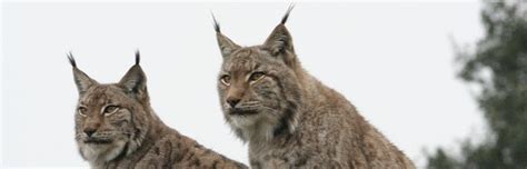 Iberian Lynx - Feline Facts and Information