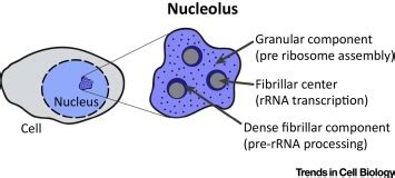 Nucleolus Do Animal Cell : Bacteria, Animal and Plant Cells : The brain ...