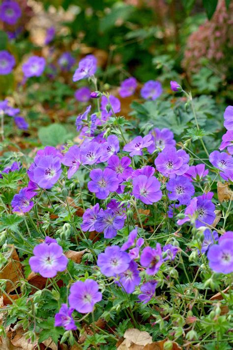 Reblooming Perennial Flowers for the Garden | Better Homes & Gardens