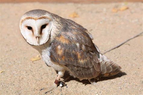 Owls In Alabama: 7 Species To See In The Heart Of Dixie