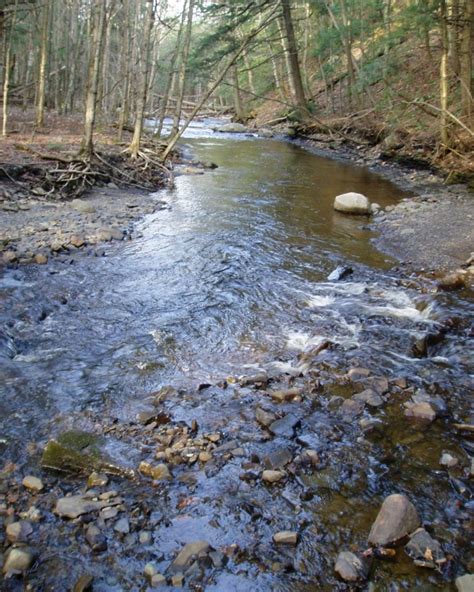 Brook Trout In NYS - Appearance, Habitat, Spawning, Tips