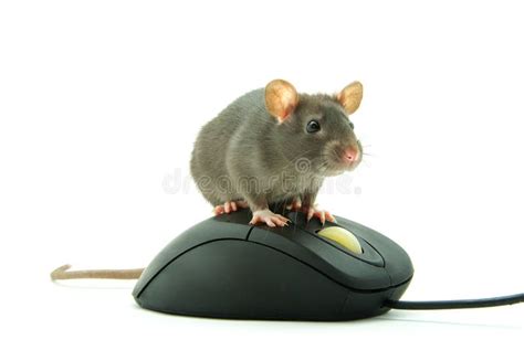 Rat on computer mouse stock photo. Image of ratty, white - 7738794