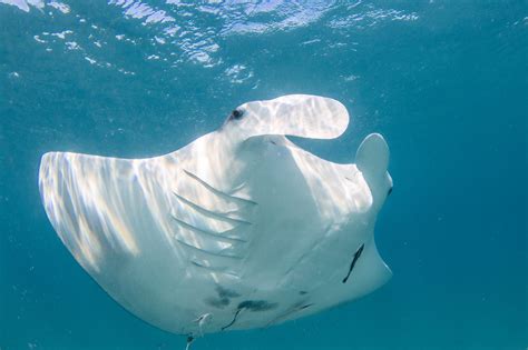 Giant Manta Ray (Mobula birostris) - ANGARI Foundation