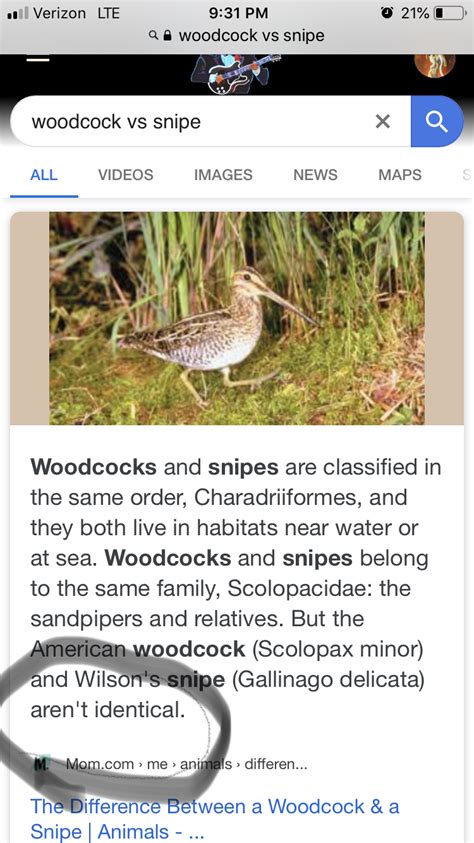 Woodcock vs common snipe | Michigan Sportsman - Online Michigan Hunting ...