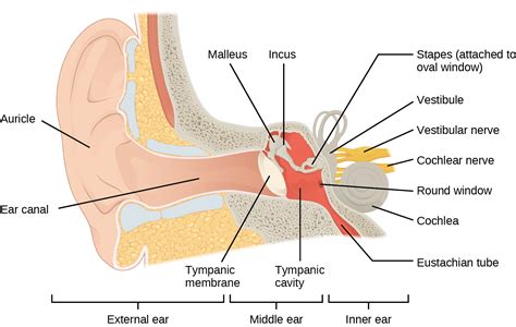 Diagram Of Inner Ear Parts