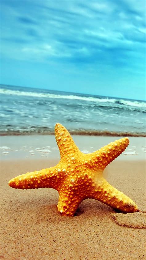 🔥 [40+] Beach and Starfish Wallpapers | WallpaperSafari