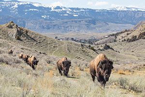 Yellowstone Bison Green Wave Study Gets National Attention | Wyoming ...