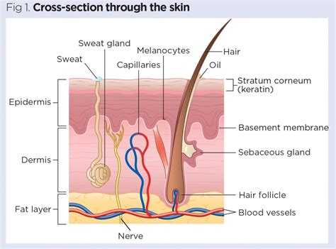 Human Skin Layers And Functions