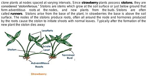 Is strawberry runners or stolon?