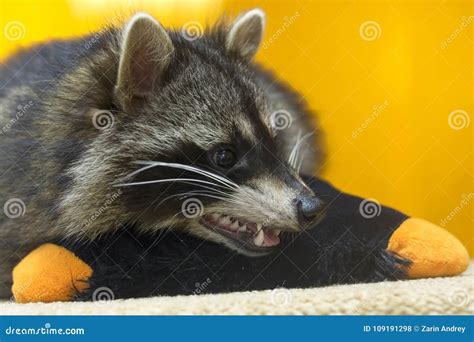 Raccoon shows sharp teeth stock photo. Image of coon - 109191298