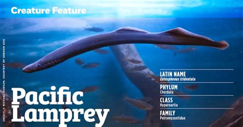 Creature Feature: Pacific Lamprey - Island Fisherman Magazine