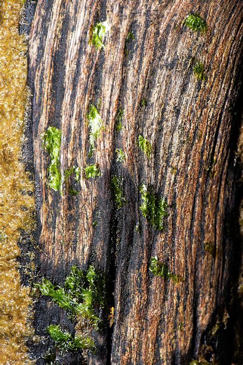 Macro photo of rotted wood Photograph by Rob Downer - Fine Art America