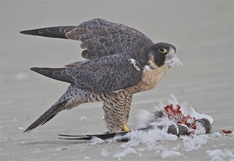 Peregrine Falcon Hunting Pigeon - Viewing Gallery