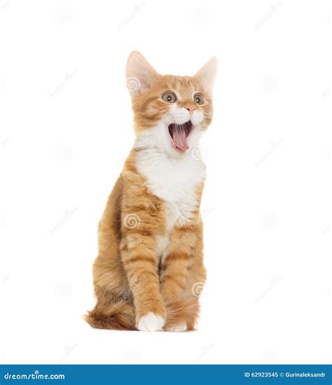 Cat yelling stock image. Image of emotion, sitting, cheerful - 62923545