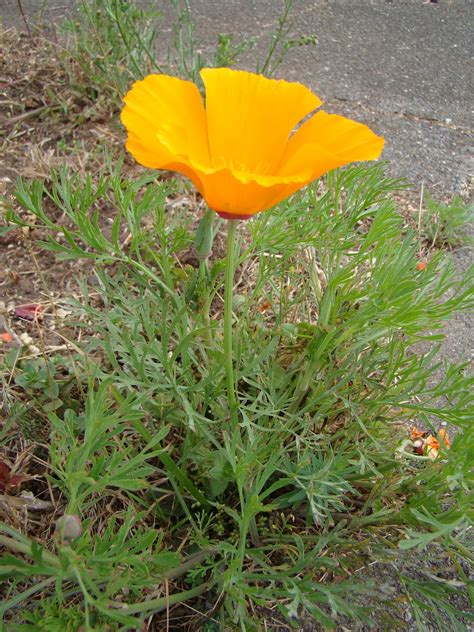 Leaves of Plants: California Poppy