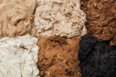 The Characteristics of Alpaca Wool - Good BB