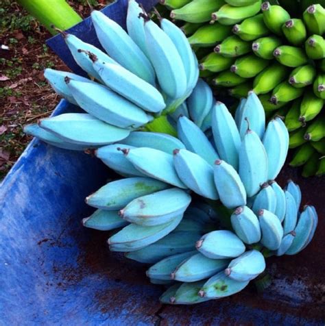 1 Muda De Banana Azul Blue Java Especie Rara | Mercado Livre