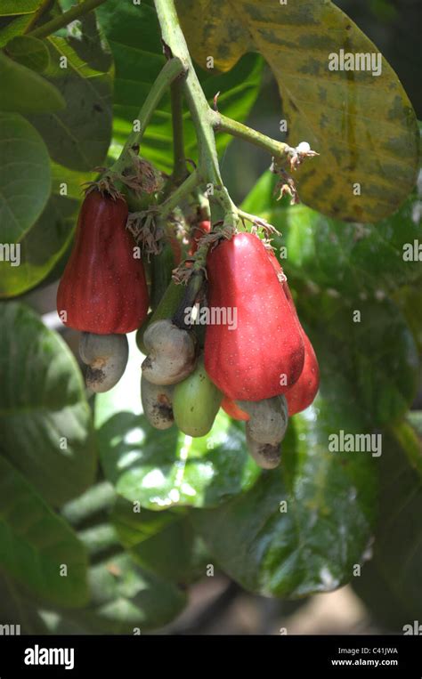 Cashew nut cultivation Stock Photo - Alamy