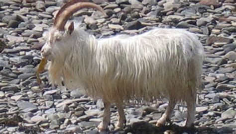 10 Goat Breeds that have Long Hair