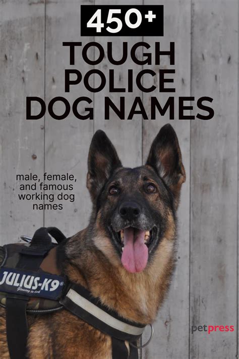 450 Tough Police Dog Names for Your K9 Puppy | PetPress