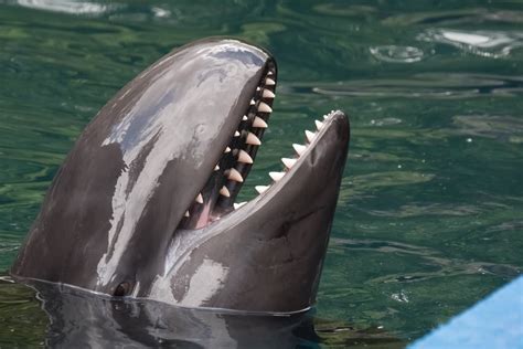 Are False Killer Whales Dangerous? - American Oceans