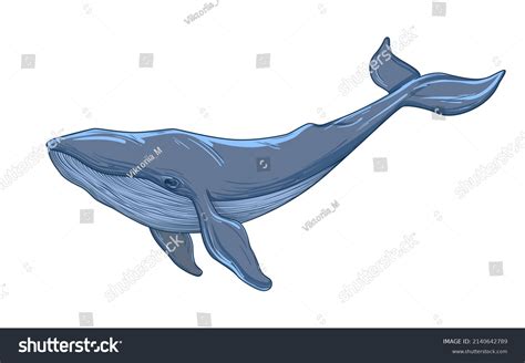 Blue Whale Sketch: Over 5,012 Royalty-Free Licensable Stock Vectors ...